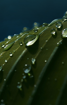 Raindrops on a large leaf.
