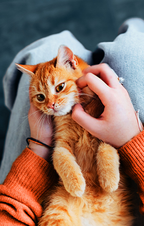 Person petting a ginger cat.