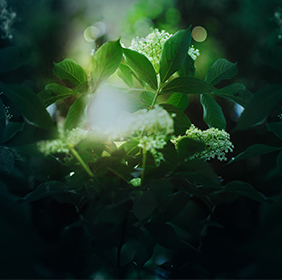 Rays of sunshine through leaves.