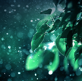 Rain: Dew-covered green leaves illuminated by soft light, with bokeh effect in the background