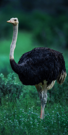 Ostrich standing on lush green grass.
