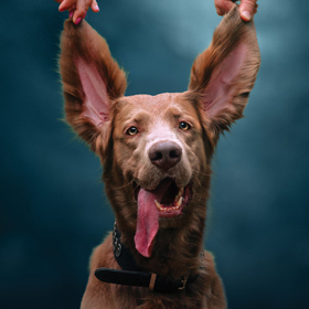 Brown dog with his ears being held up by a person's hands.