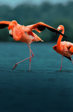 Two bright pink flamingos standing in deep blue water.