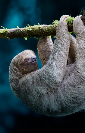 Sloth hanging from a branch.