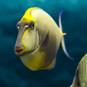 Closeup of a yellow fish.